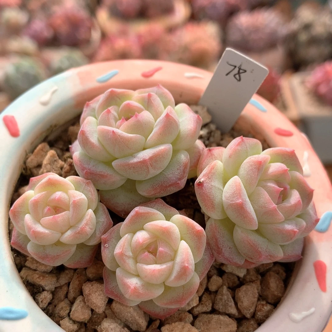 美梦一物一拍 005