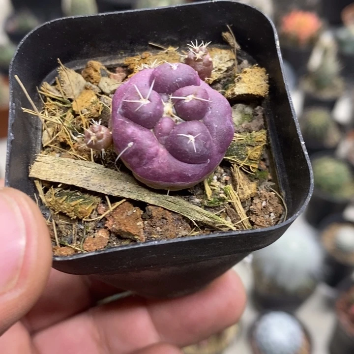 紫皮无刺象牙特价