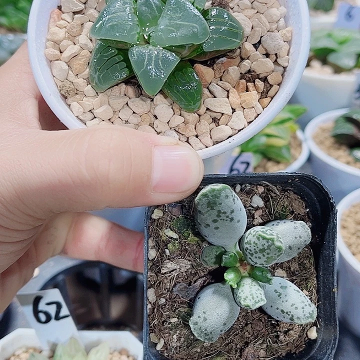 海豹粉色甜心系列