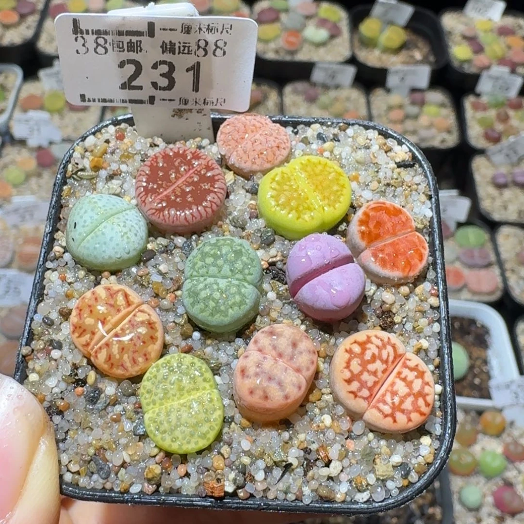 Sss生石花便宜清231