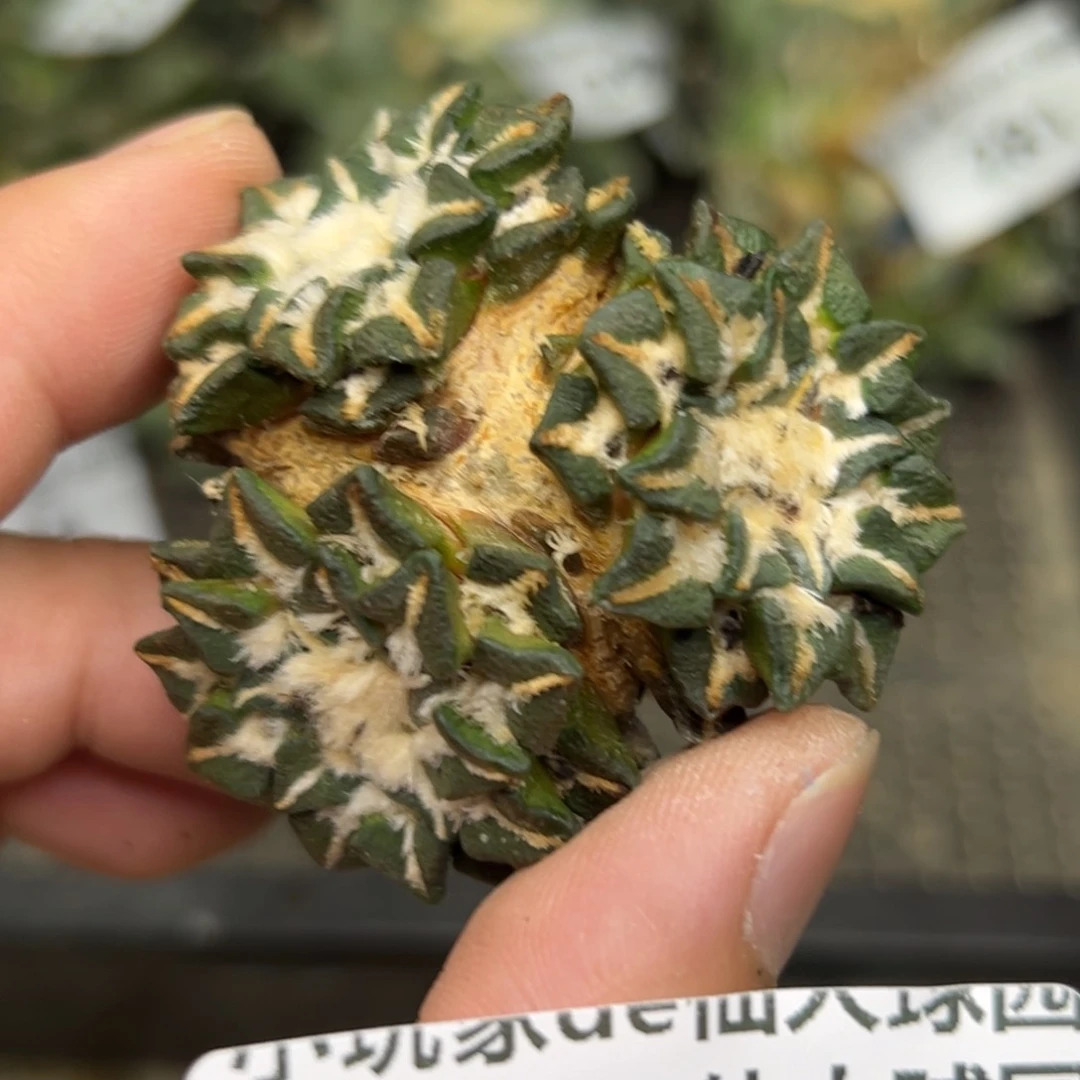 287 仙人球的牡丹 有根