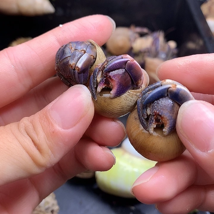 3/只奔跑的寄居蟹3号