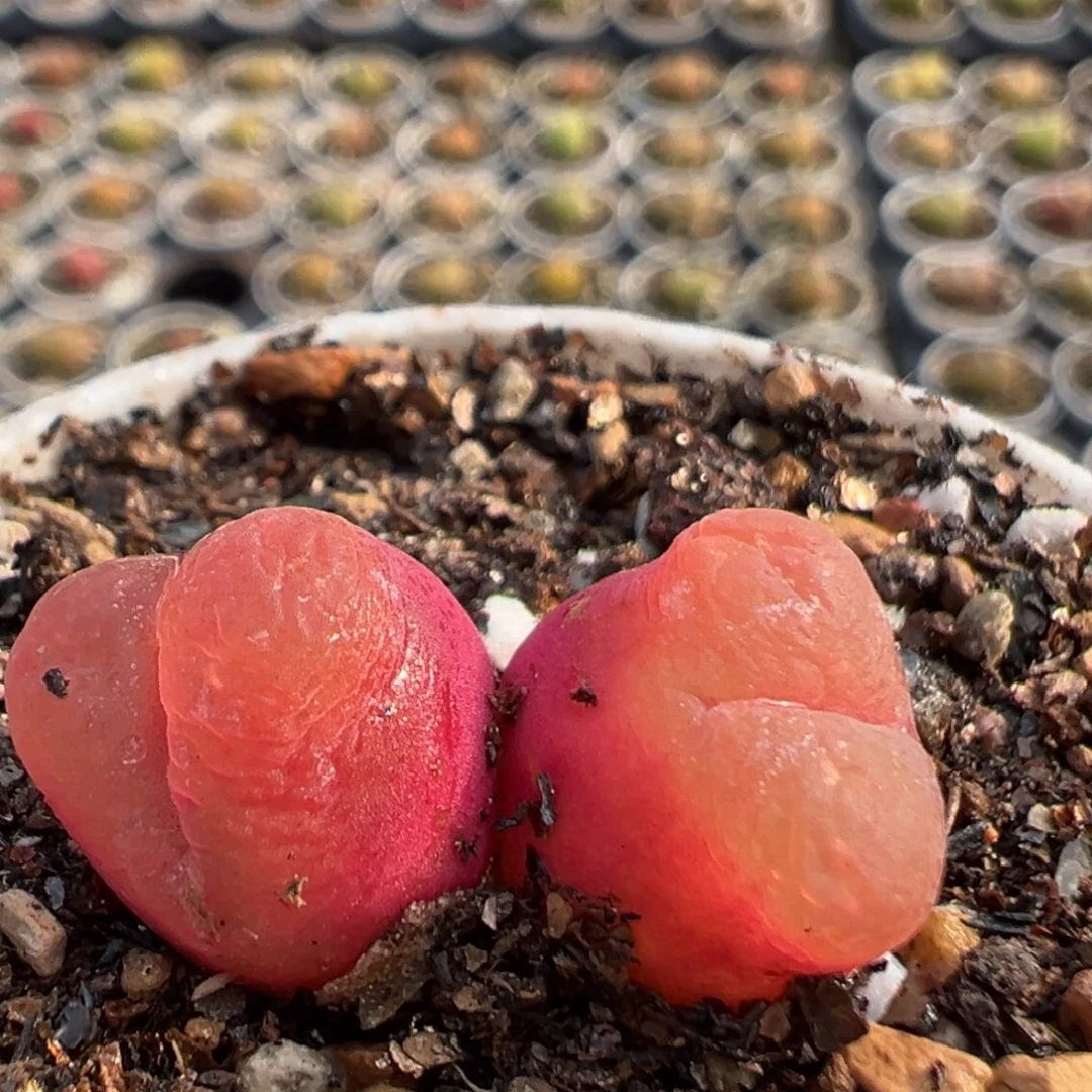 87多肉植物百科植物