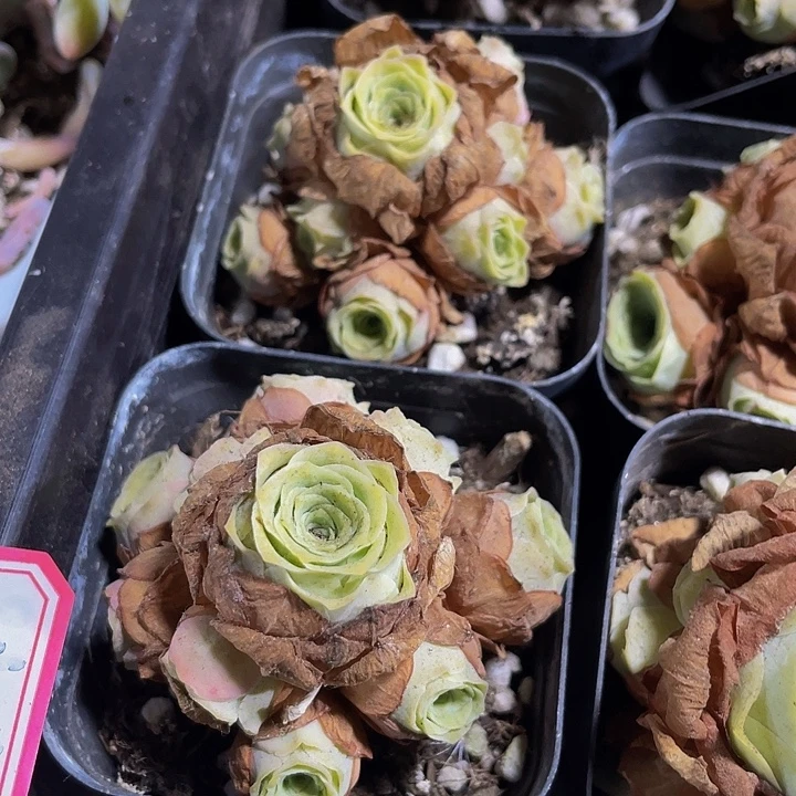 蟠桃群玫瑰带哦土发