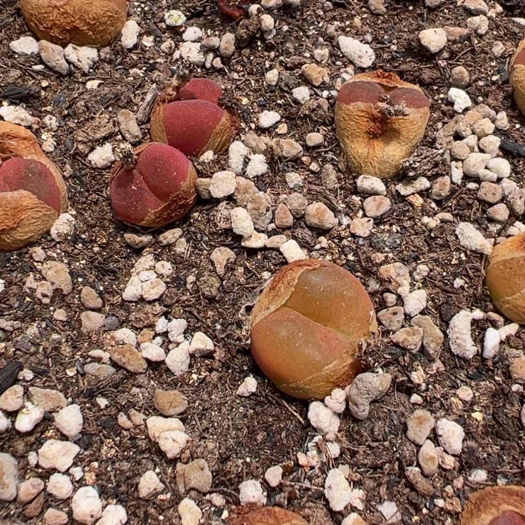 量拍韩版蟠桃一颗。多肉