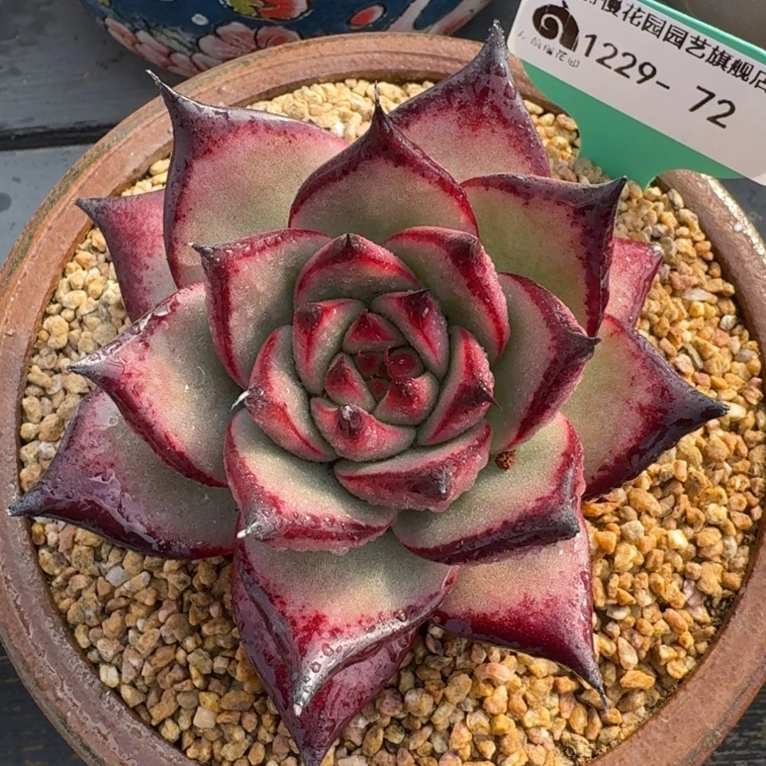 从前慢多肉精选编号1229.72