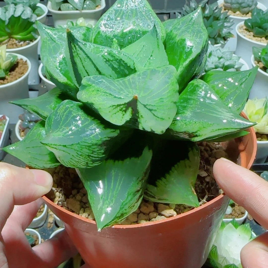 超大号绿胖子多肉