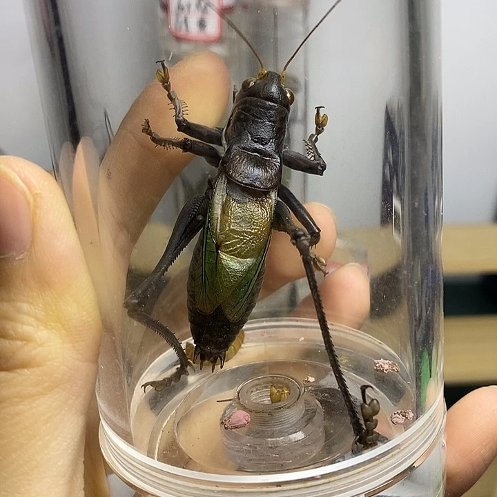 蟋蟀60-145断须单随单