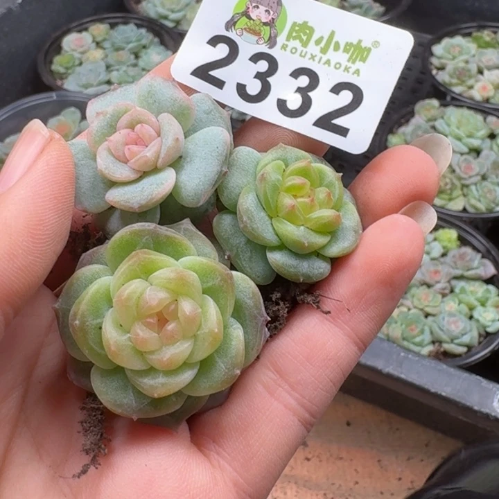 多肉植物多肉植物
