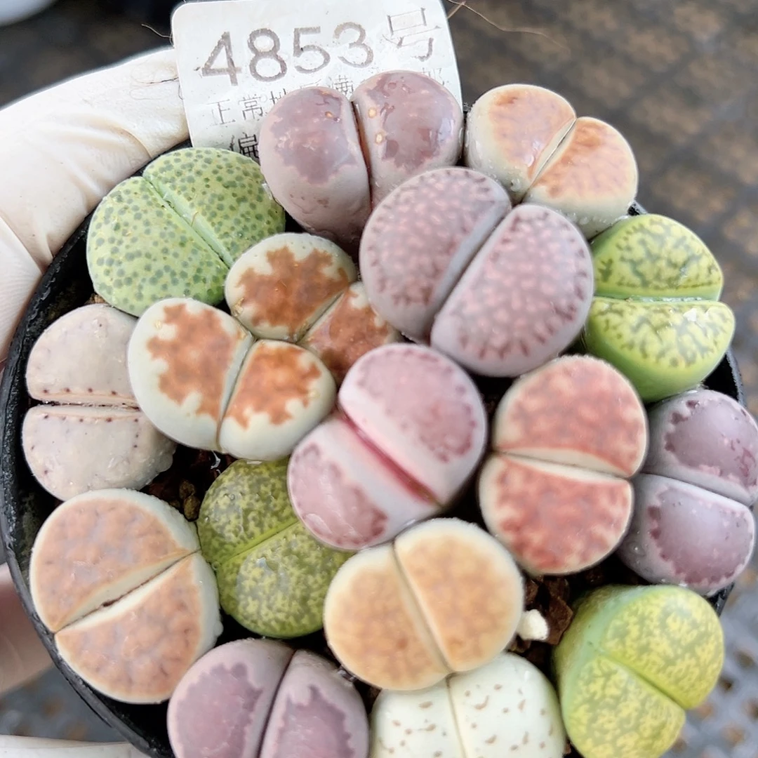 4853 好养易活生石花大母本