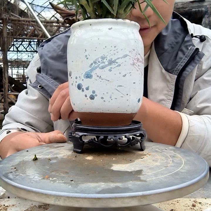 山**川小盆景小植物一物一拍136