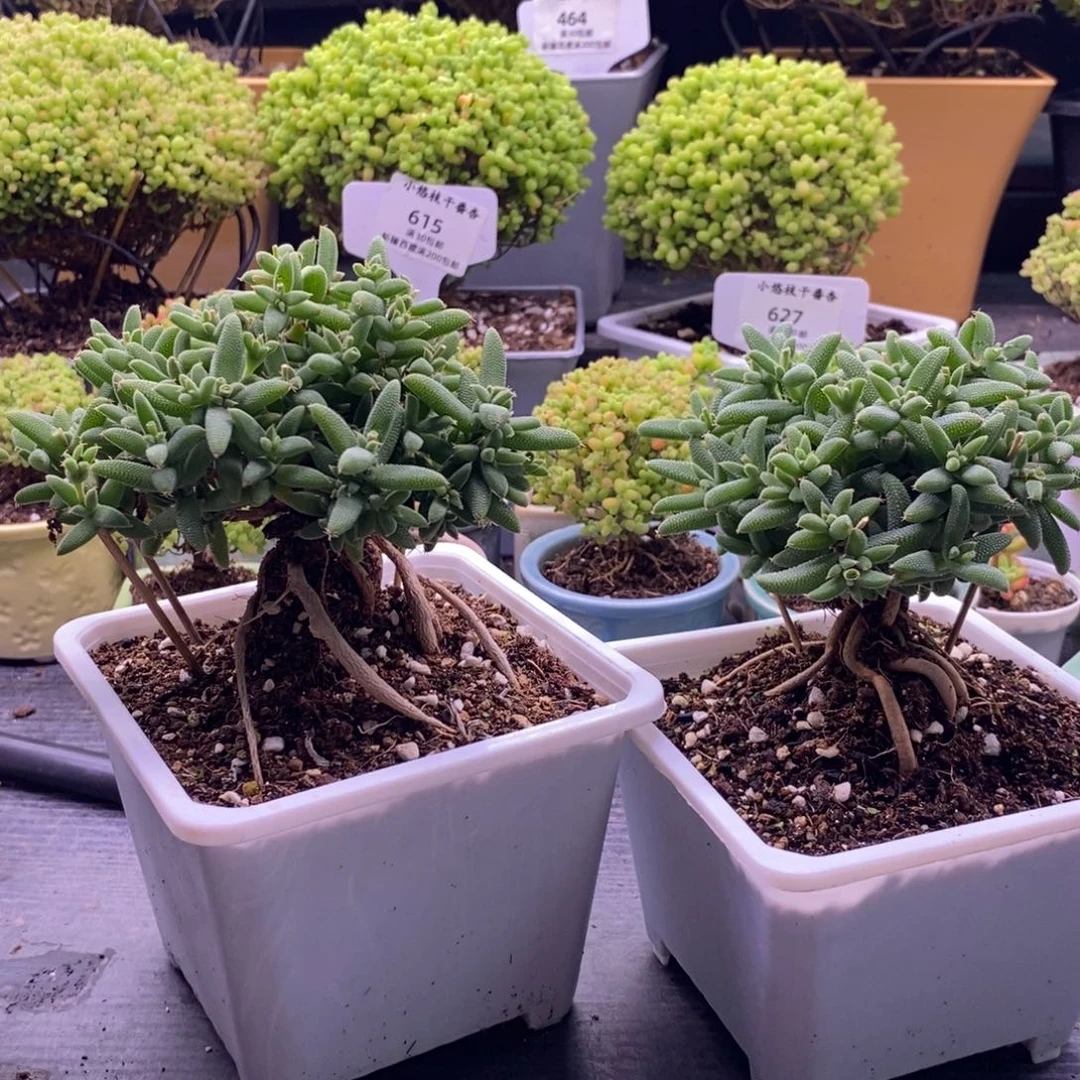 慕****)643两颗玉米。