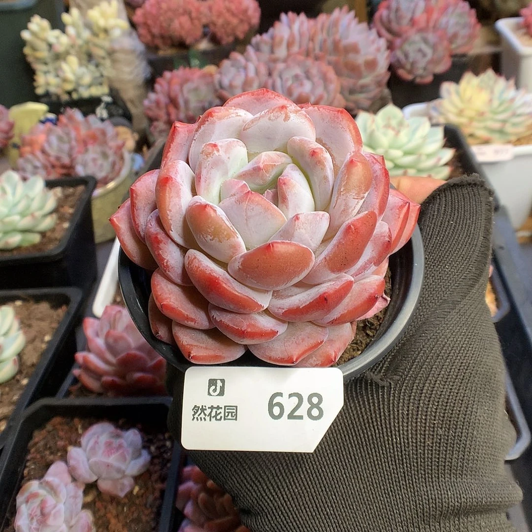 628粉星影多肉植物6666