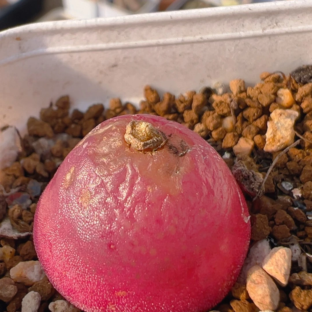 42多肉植物百科知识