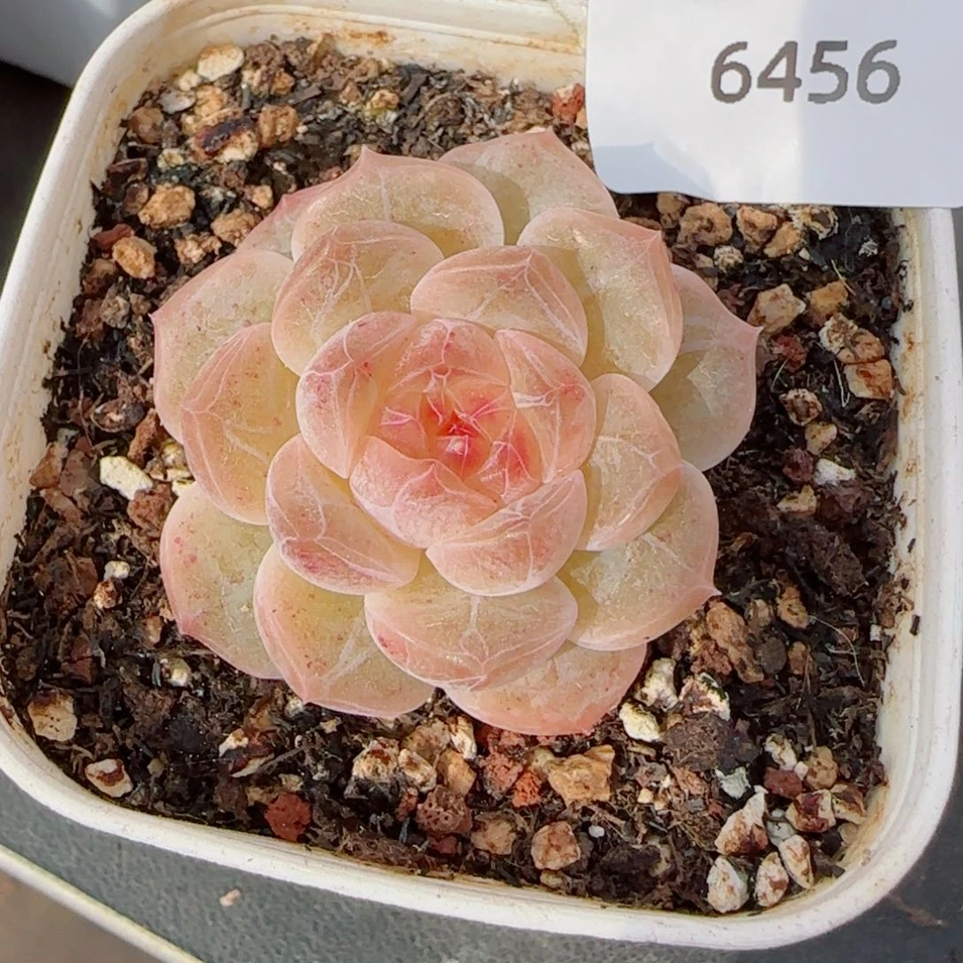 无尽灯，6456多肉植物