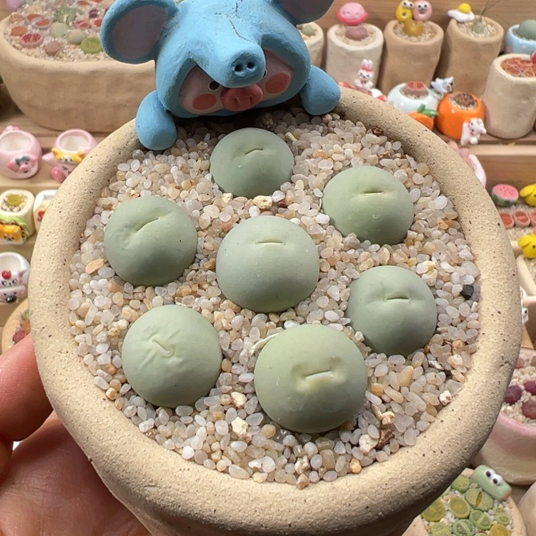 多肉植物129号鸽子蛋