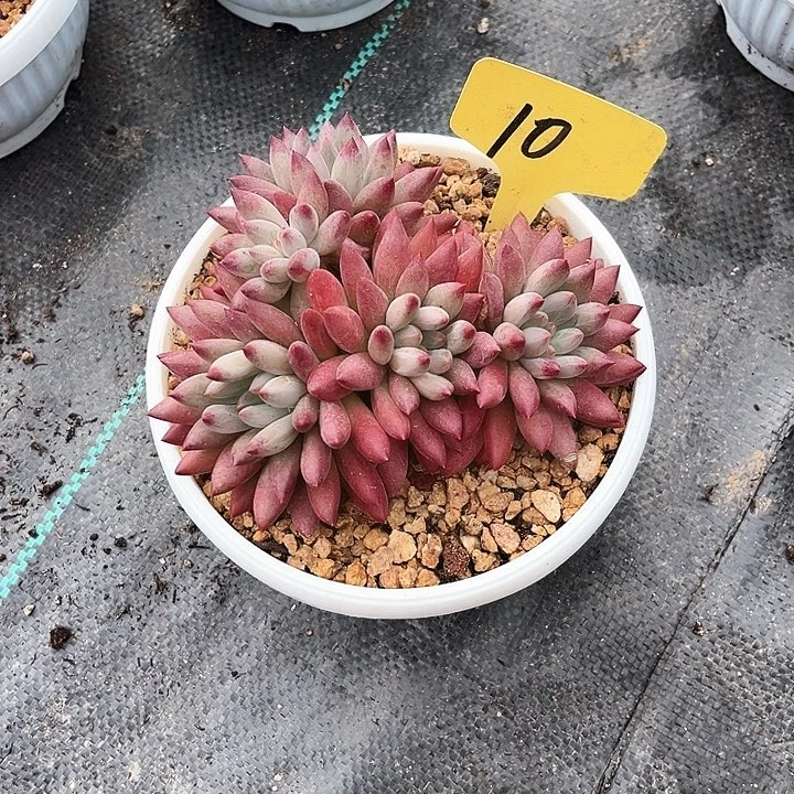 流体10号码牌子的话题了解一下