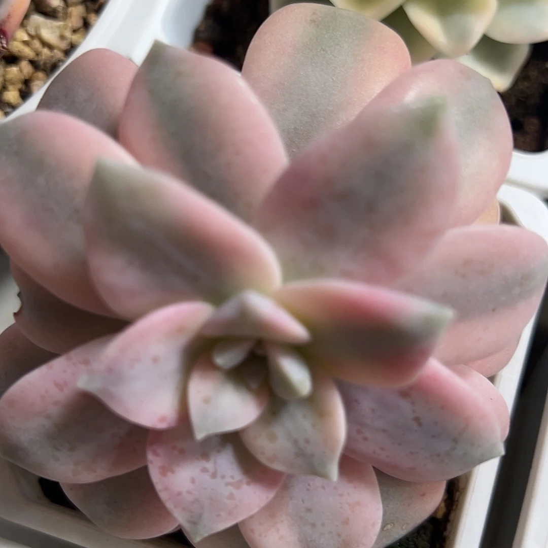 满38包邮华丽风车锦