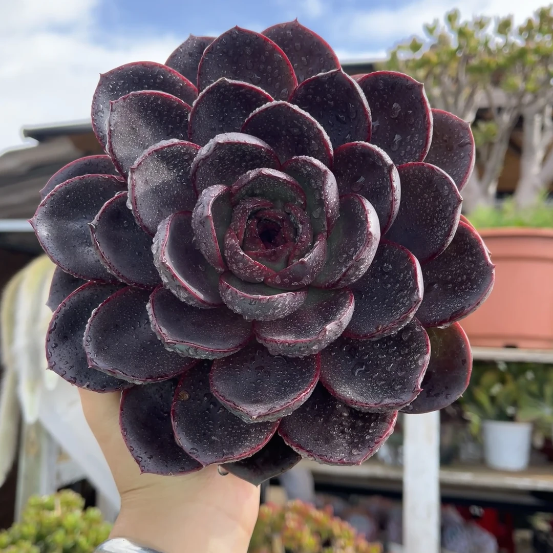 黑玫瑰高端莲花座多肉植物