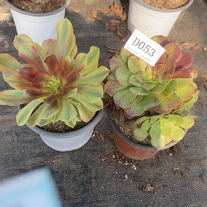 053红秀有修侧枝花月夜多肉2颗