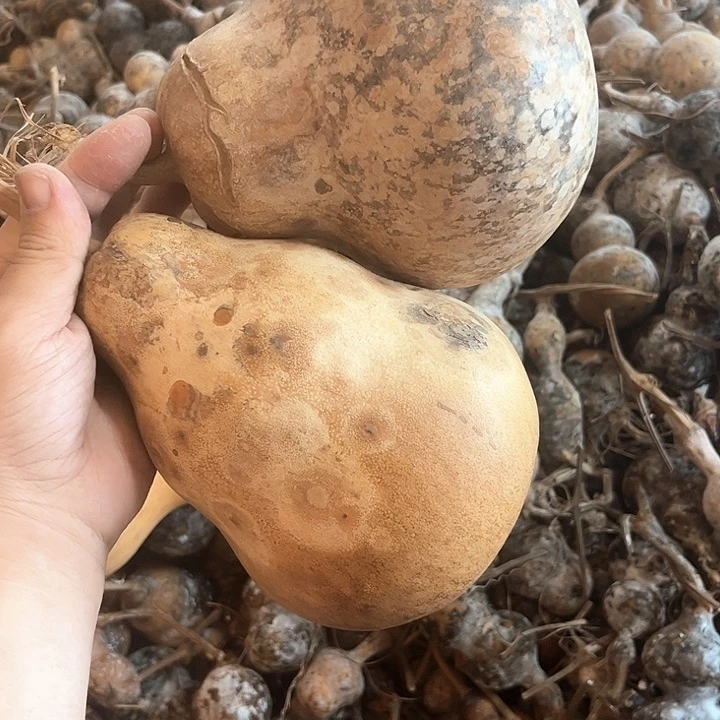 ?****芦花皮葫芦天天开心