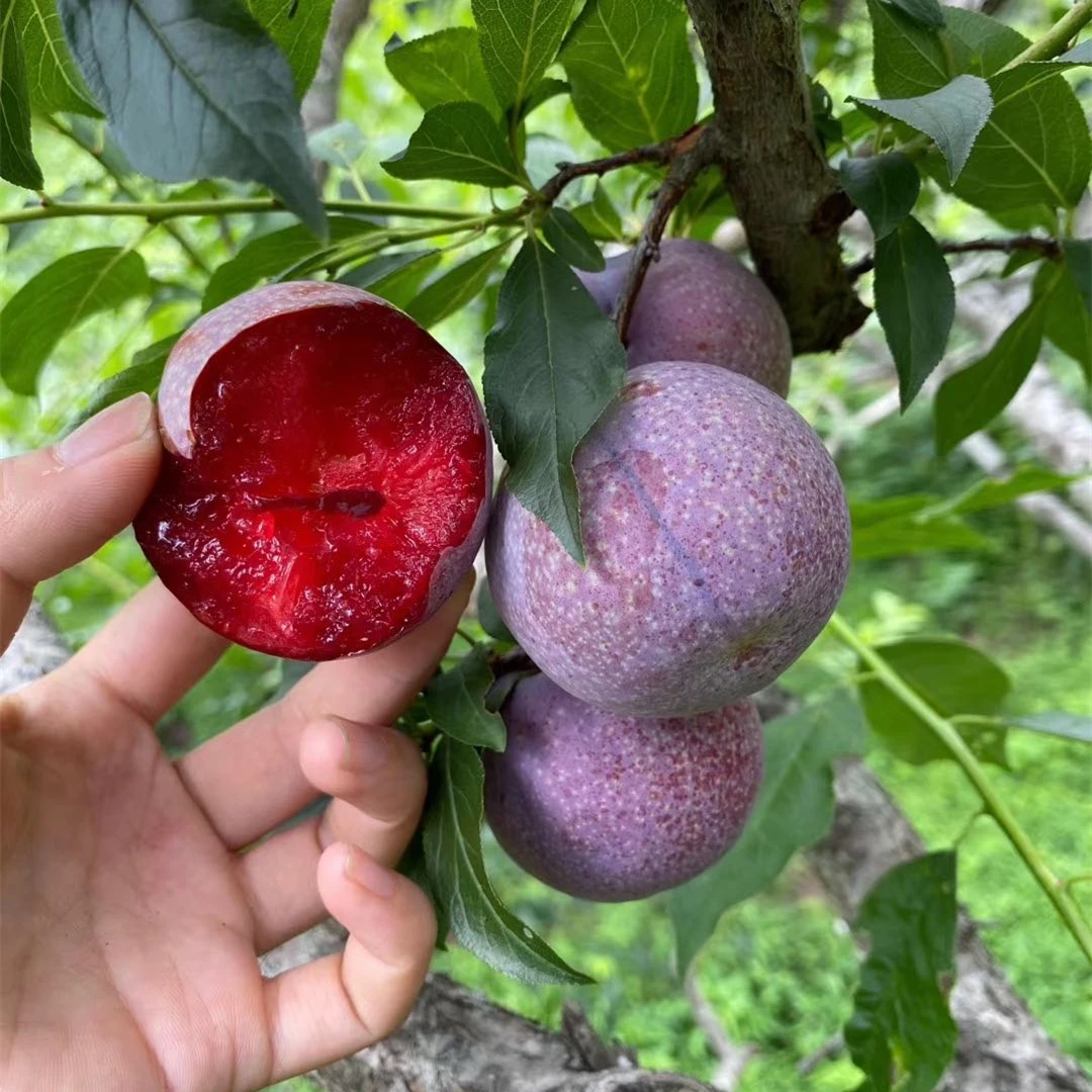 [圆通专享链接]正宗钱排三华李红心李新鲜现摘现发孕妇水果