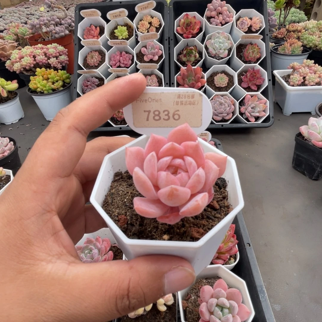 7836恩宠 4.5厘米