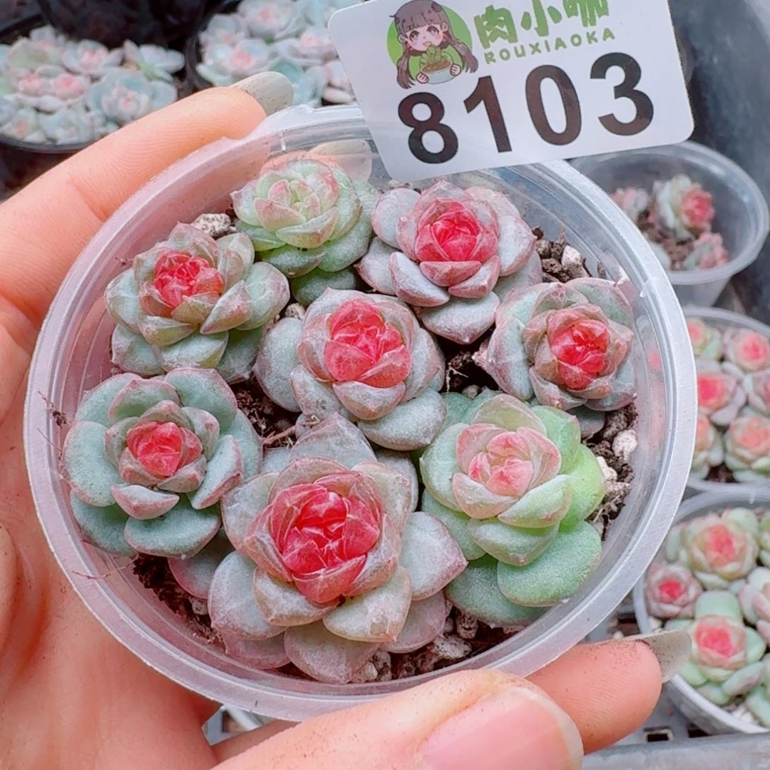 多肉植物多肉植物