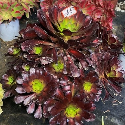 晚霞老桩捧花法师165