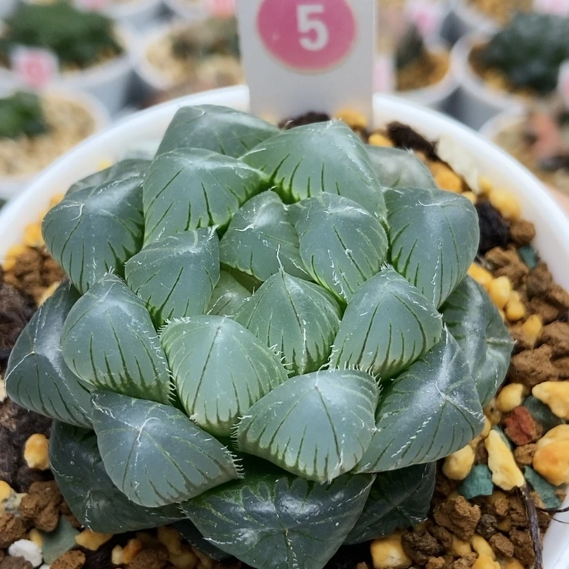 【闪购商品】5蓝镜