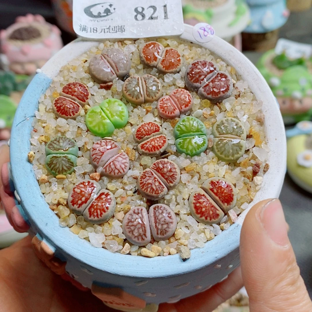 囤***鼠生石花花花花花花花花821