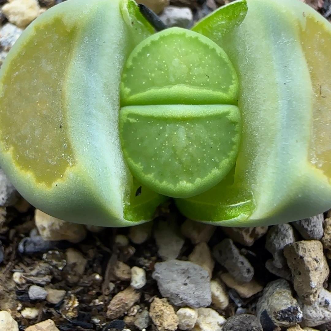 325 生石花大棚直播