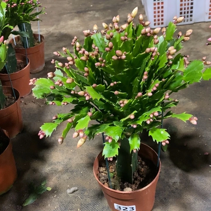 大部分花苞少量开放米*朵323黄索