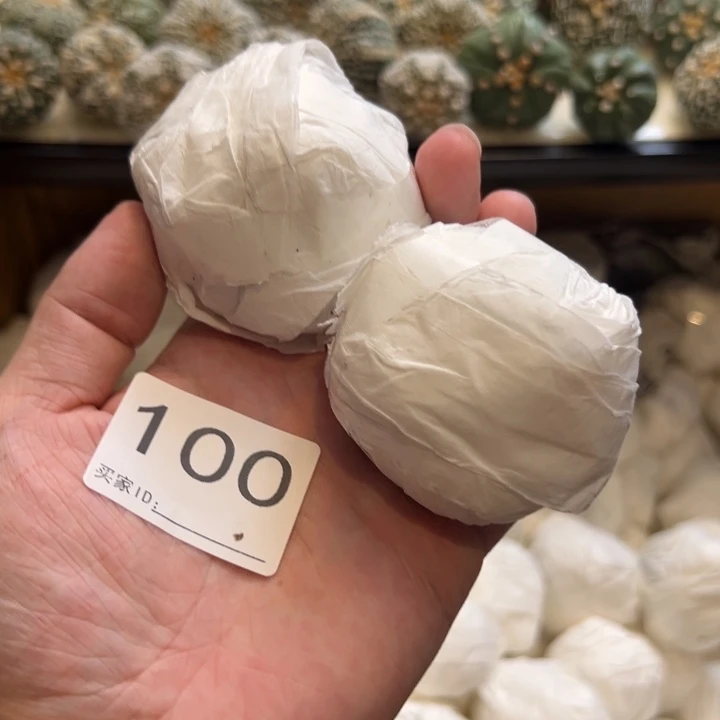 G***e兜星球仙人球100号球