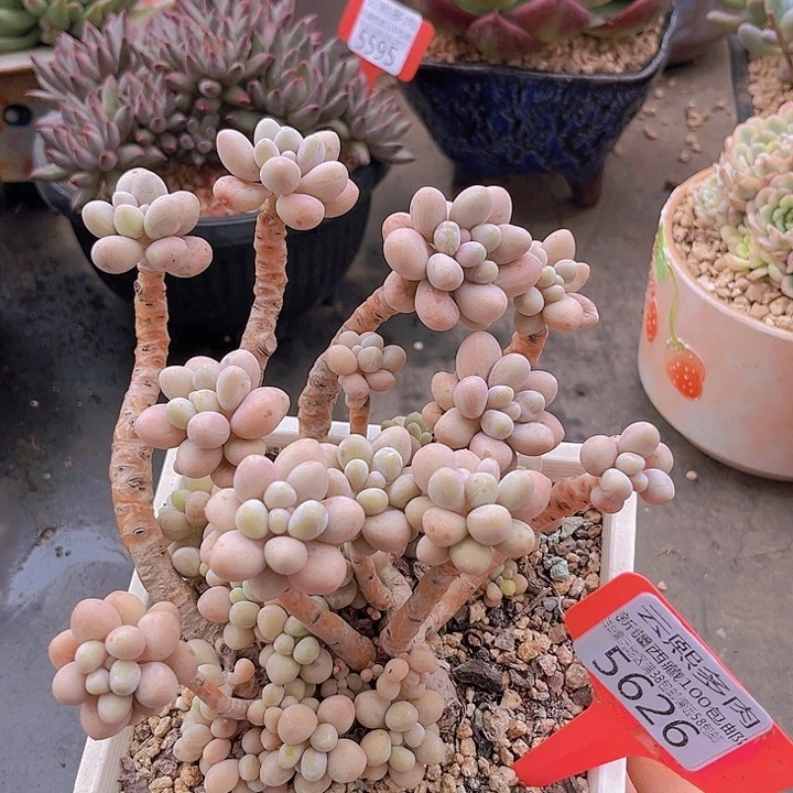 5626粉色恋人。