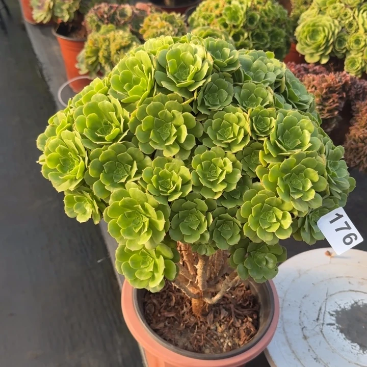 多肉植物绿羊绒176