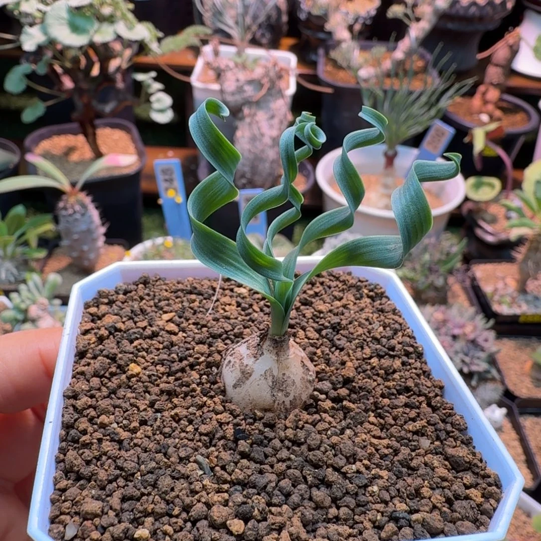 贵妃弹簧草281仙人掌