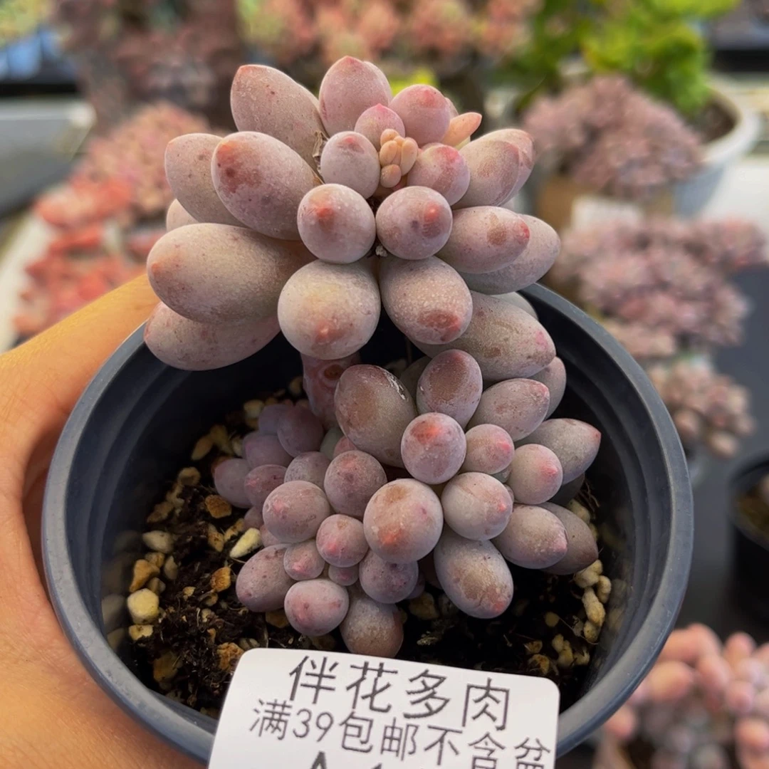 1151-香水手指多肉7cm