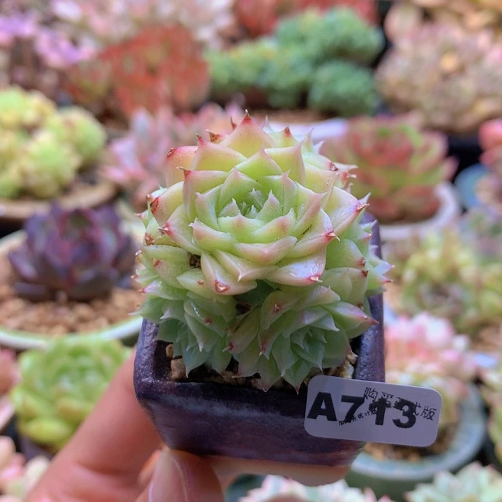 一物一拍含盆土满38包邮A713