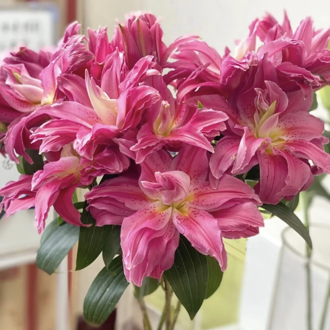 （红丝带）13/15重瓣香水百合