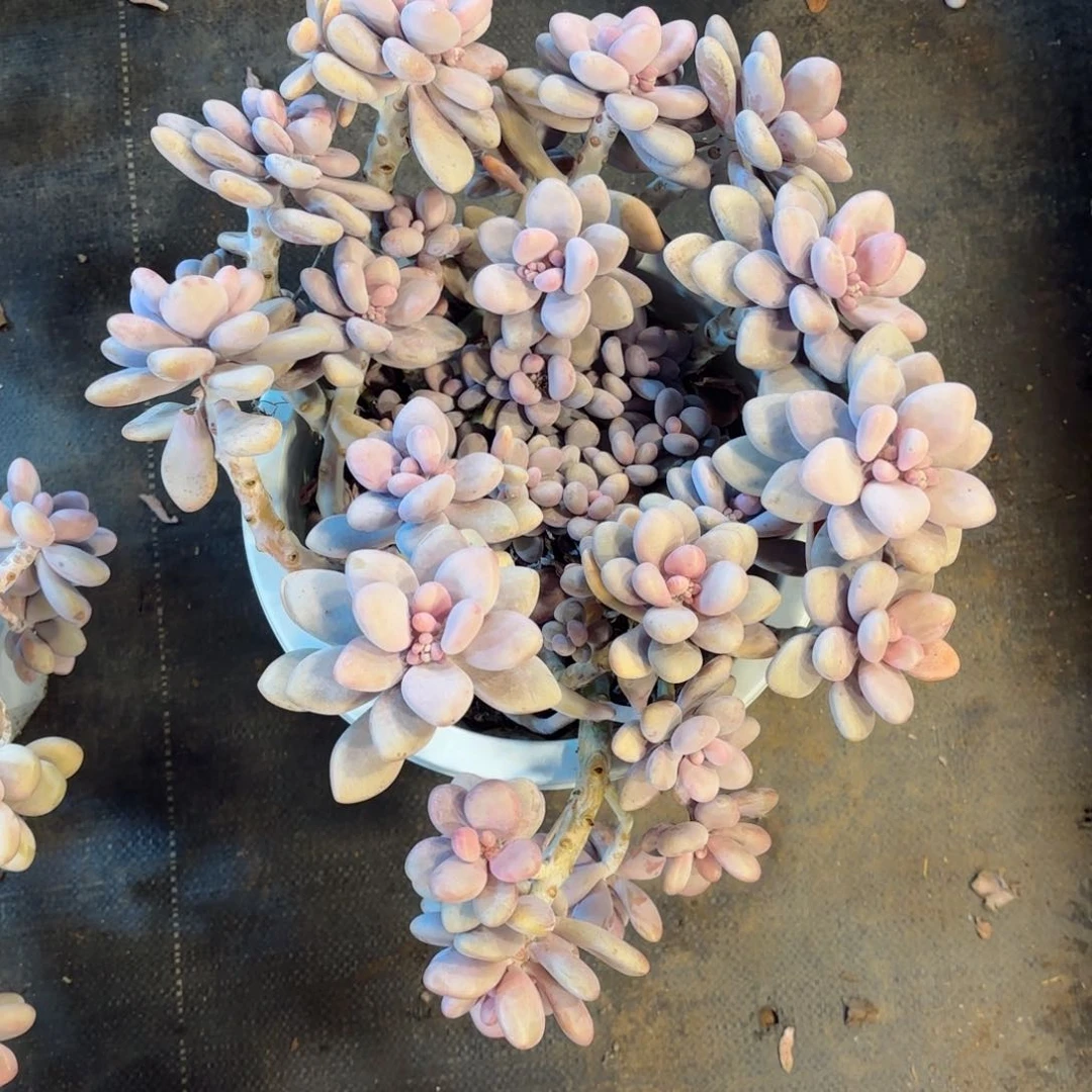 大****?桃蛋30-79。