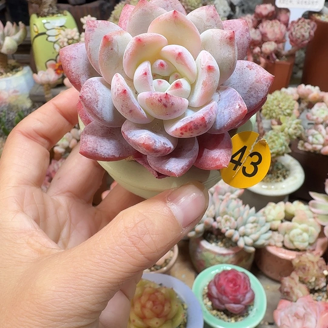 43 多肉含盆土 30元包邮非偏远