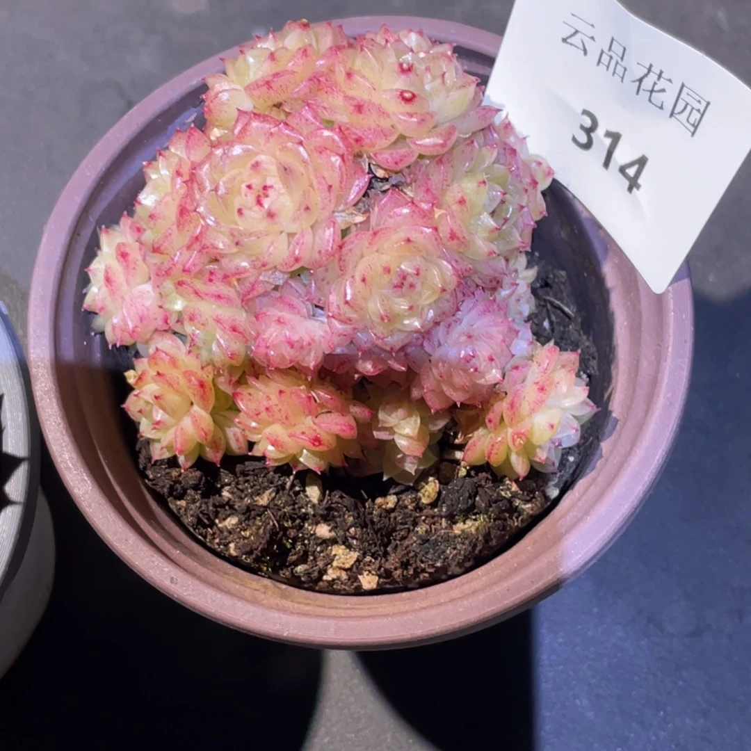 木***子314号糖心冰心珍妮 不包整