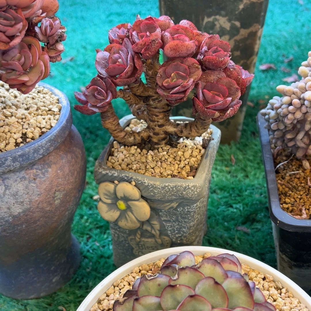 秀妍，，，，，，，，，，，，，，