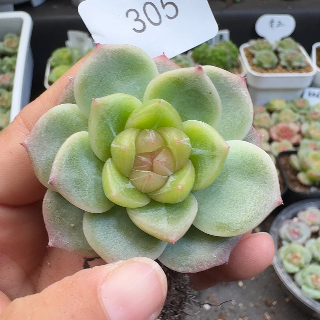 一物一拍一物一拍918-305