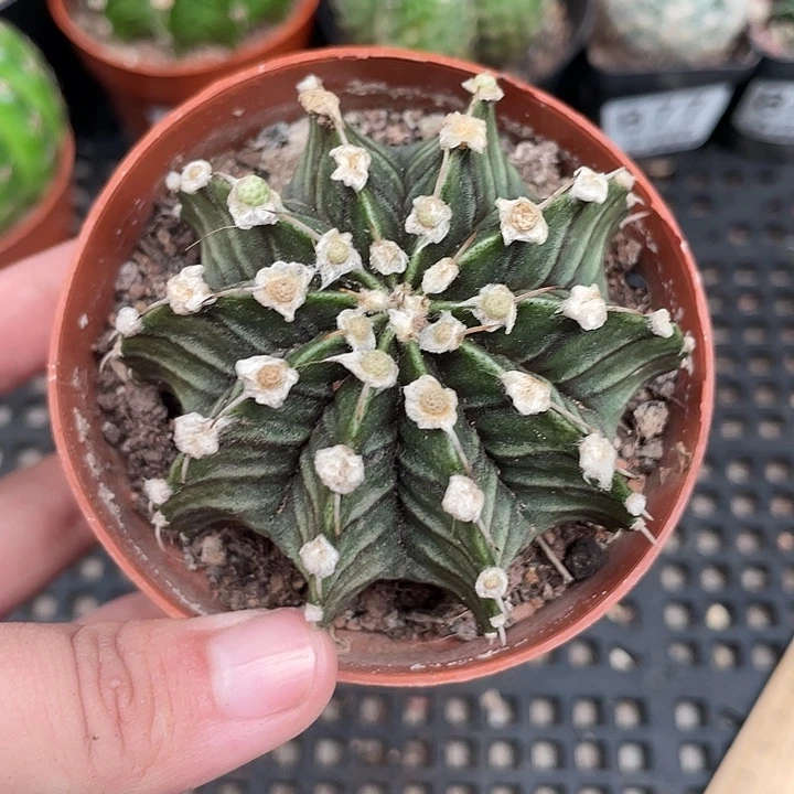 883肋骨5cm左右植物