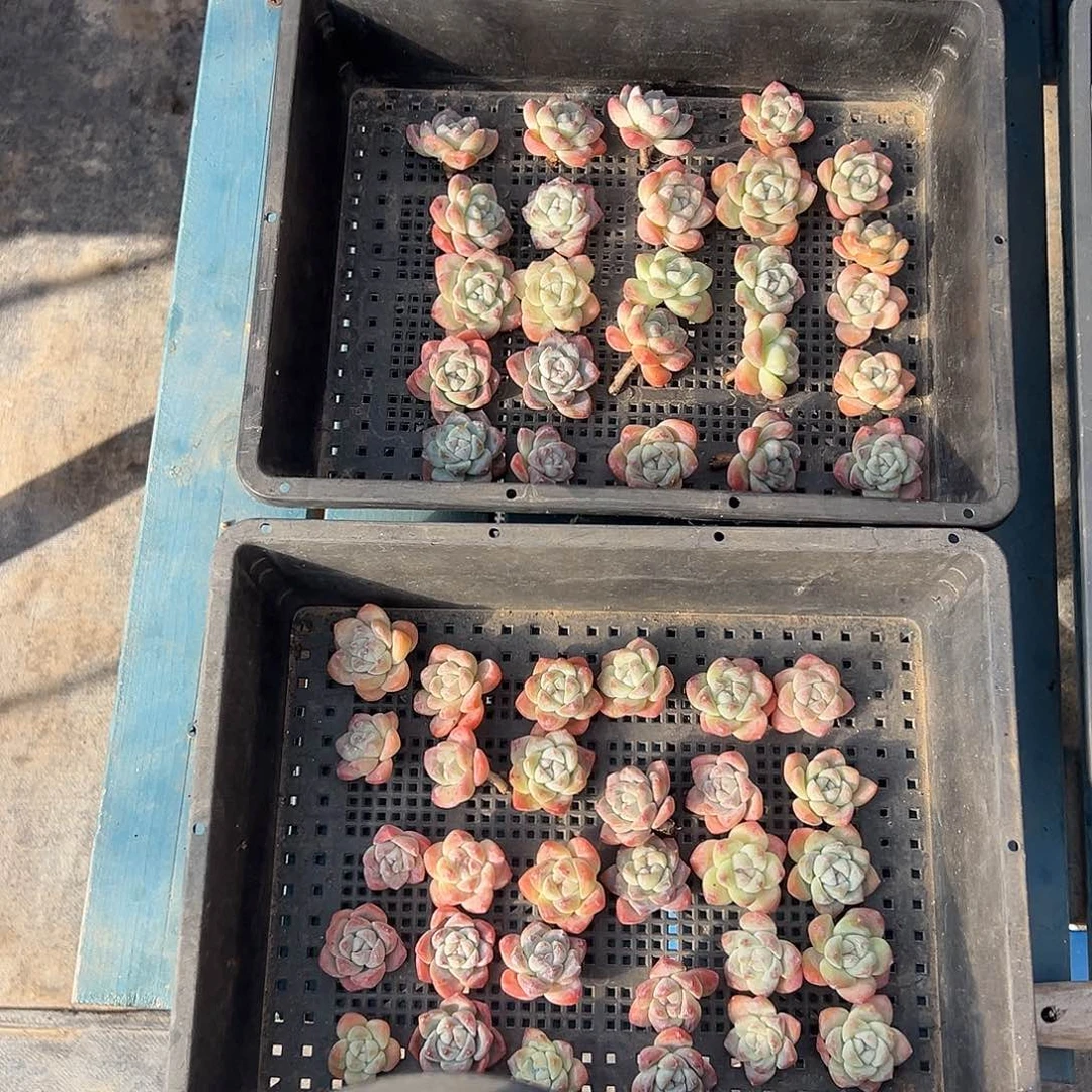 55个单头冰玉无根有瑕疵