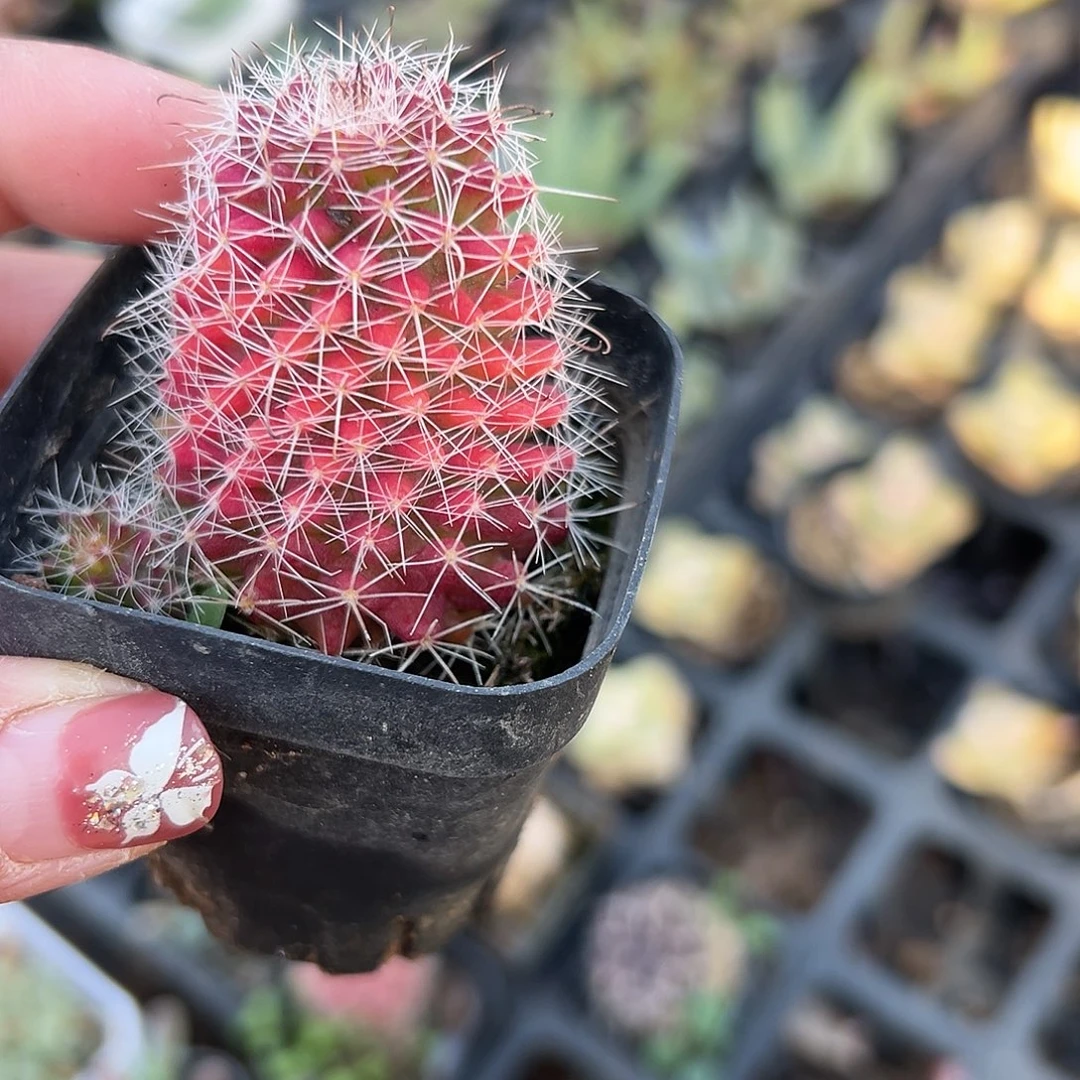 多肉植物红那丸开花