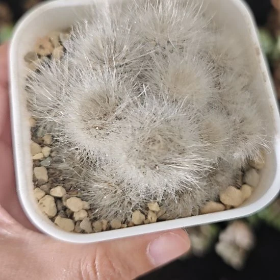 一物一拍，实生仙人球！