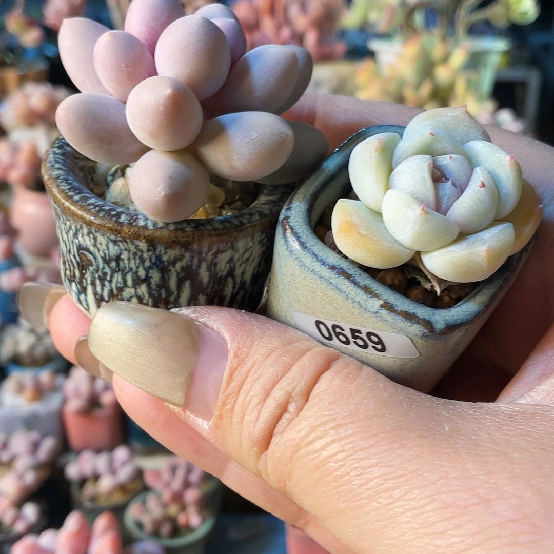 玖*多肉植物的生长发育与生长发育的